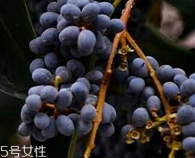 女貞子能和旱蓮草一起吃嗎？女貞子和旱蓮草的用量