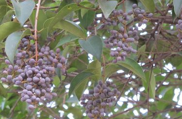 女貞子的吃法 女貞子怎么吃？