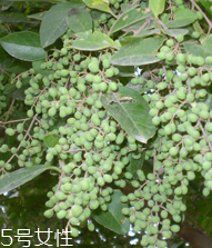 女貞子是酸性還是堿性，女貞子是堿性的嗎？