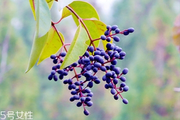 女貞子是酸性還是堿性，女貞子是堿性的嗎？
