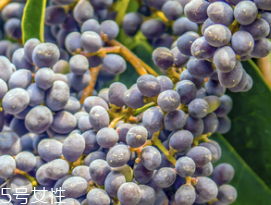 女貞子是酸性還是堿性，女貞子是堿性的嗎？