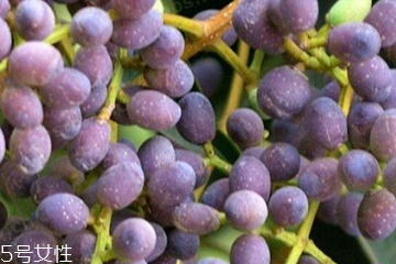 女貞子適合女生喝嗎？女貞子對女生有什么好處？