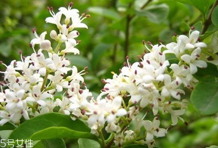 女貞子適合女生喝嗎？女貞子對女生有什么好處？