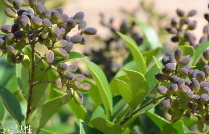 女貞子適合女生喝嗎？女貞子對女生有什么好處？