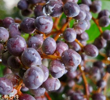 女貞子能不能多吃？女貞子吃多了會怎樣？