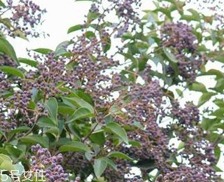 女貞子能不能多吃？女貞子吃多了會怎樣？