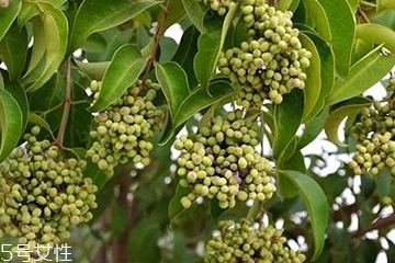 女貞子能不能多吃？女貞子吃多了會怎樣？