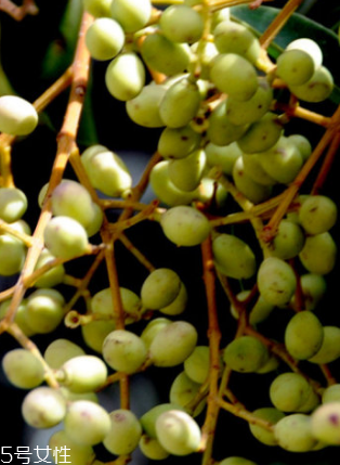 女貞子能和當(dāng)歸一起吃嗎？女貞子和當(dāng)歸一起吃的好處