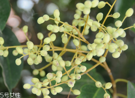 女貞子能和當(dāng)歸一起吃嗎？女貞子和當(dāng)歸一起吃的好處