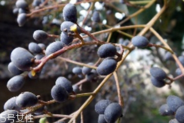 女貞子能和當(dāng)歸一起吃嗎？女貞子和當(dāng)歸一起吃的好處