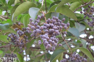 女貞子怎么保存？女貞子怎么保存最好？