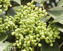 女貞子怎么保存？女貞子怎么保存最好？