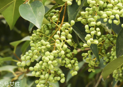 女貞子怎么保存？女貞子怎么保存最好？