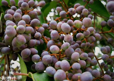 女貞子是發(fā)物嗎？皮膚敏感的人能吃女貞子嗎