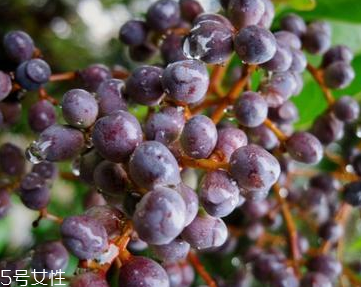 女貞子和枸杞子能一起吃嗎？女貞子和枸杞子一起吃有什么效果？