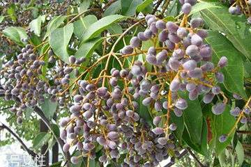 女貞子和枸杞子能一起吃嗎？女貞子和枸杞子一起吃有什么效果？