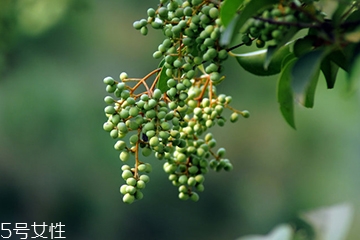 女貞子能做枕頭嗎？女貞子枕頭的功效