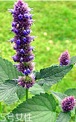 藿香是什么?什么是藿香？