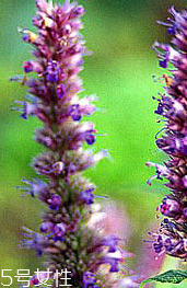 藿香是什么?什么是藿香？