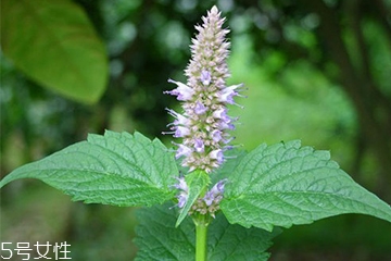 藿香是什么?什么是藿香？