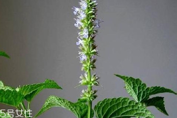 藿香是發(fā)物嗎？皮膚過敏的人能吃藿香嗎？