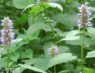 藿香是發(fā)物嗎？皮膚過敏的人能吃藿香嗎？