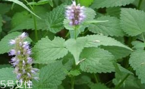 藿香是發(fā)物嗎？皮膚過敏的人能吃藿香嗎？