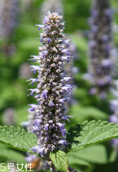 藿香是涼性還是熱性？藿香是熱性嗎？