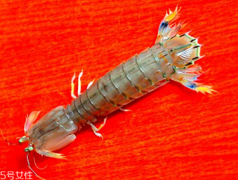 皮皮蝦能用微波爐熱嗎？皮皮蝦微波爐多久能熟？