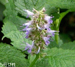 藿香是涼性還是熱性？藿香是熱性嗎？