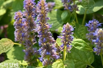 藿香是涼性還是熱性？藿香是熱性嗎？