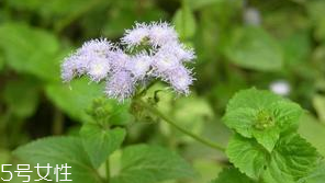 藿香是薄荷嗎？藿香與薄荷的區(qū)別