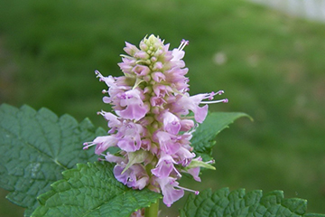 藿香的吃法 藿香能煮粥嗎？