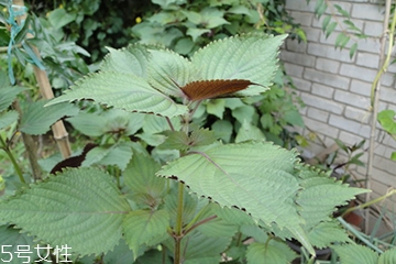 藿香能生吃嗎？藿香味道好嗎？