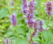 藿香能生吃嗎？藿香味道好嗎？