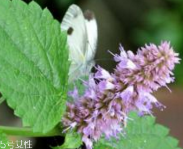 藿香能生吃嗎？藿香味道好嗎？