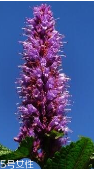 藿香和麝香是一樣嗎？藿香和麝香的區(qū)別