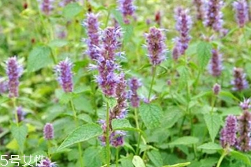 藿香和麝香是一樣嗎？藿香和麝香的區(qū)別