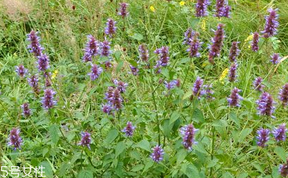 藿香能做菜嗎？藿香怎么做菜？