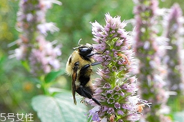 藿香能做菜嗎？藿香怎么做菜？
