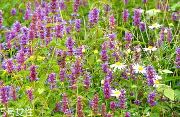 藿香能做菜嗎？藿香怎么做菜？