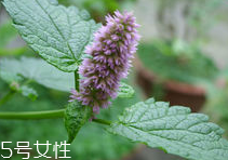 藿香能多吃嗎？藿香吃多了會(huì)怎樣？