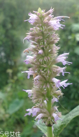 藿香能多吃嗎？藿香吃多了會(huì)怎樣？