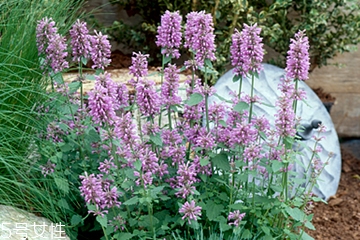 藿香能多吃嗎？藿香吃多了會(huì)怎樣？