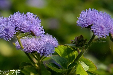 藿香能驅(qū)蚊嗎？藿香的作用