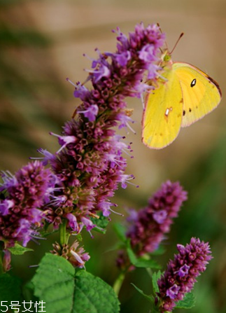 藿香能驅(qū)蚊嗎？藿香的作用