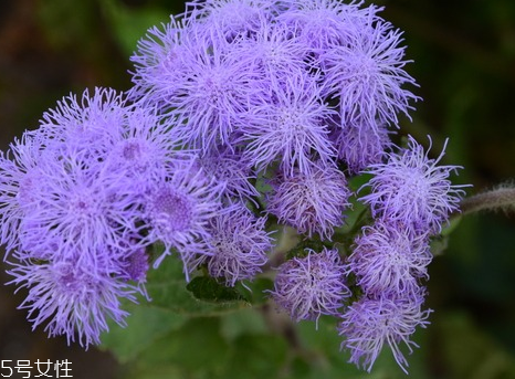 藿香能驅(qū)蚊嗎？藿香的作用