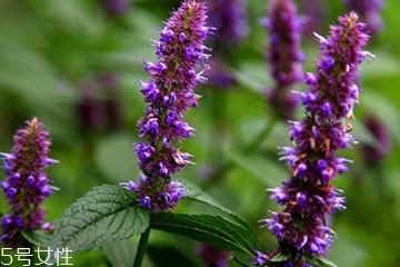 藿香可以家養(yǎng)嗎？藿香怎么種植？