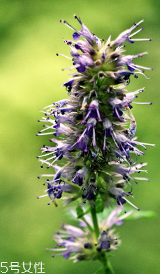 藿香可以家養(yǎng)嗎？藿香怎么種植？