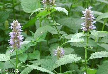 藿香和頭孢能一起吃嗎？藿香和頭孢能一起吃嗎？